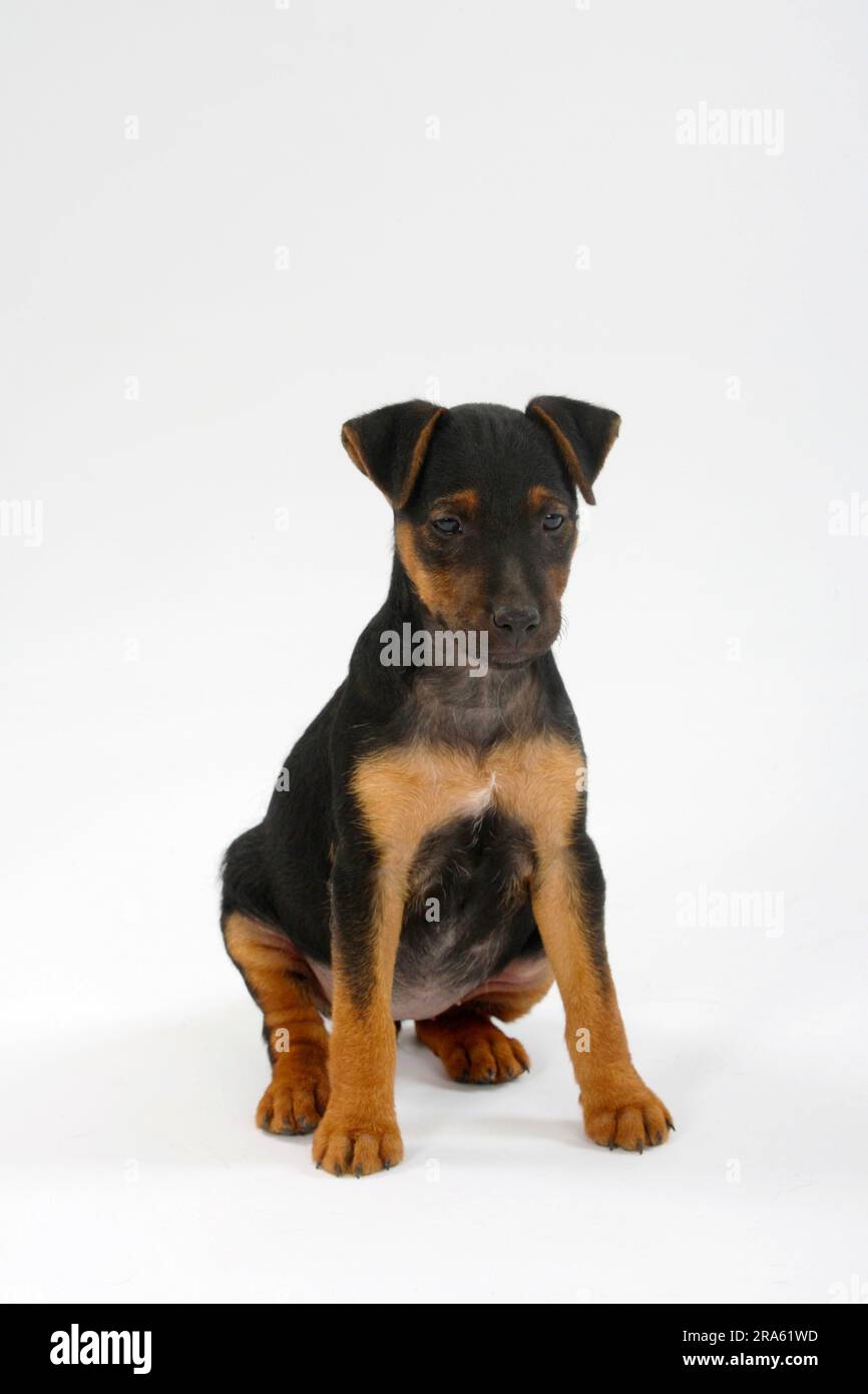 Deutscher Jagdterrier, Welpe, 8 Wochen Stockfoto