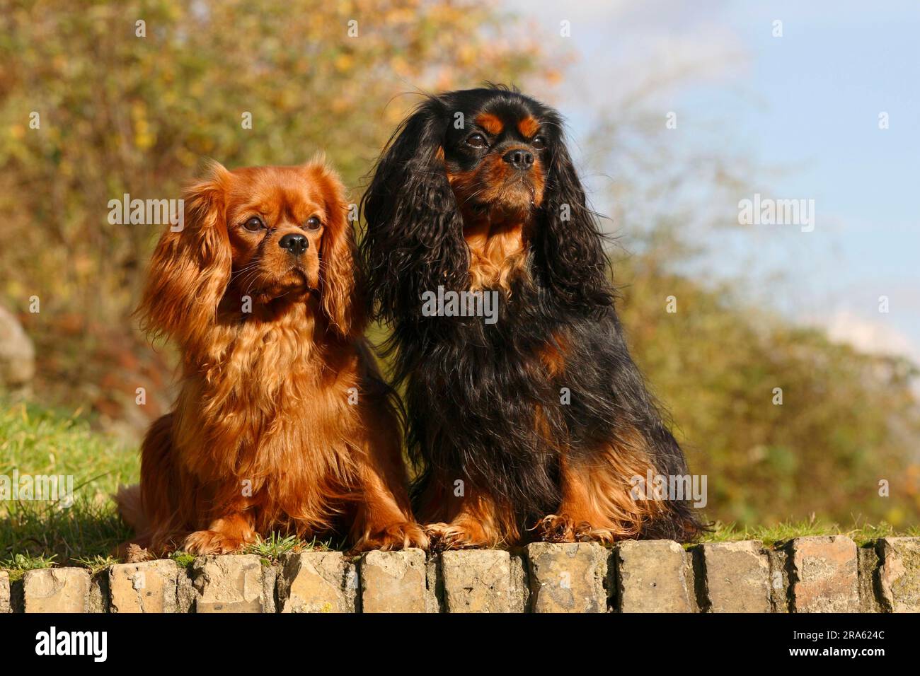Cavalier King Charles Spaniel, Ruby und neben Stockfoto