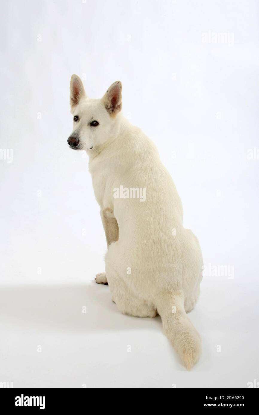 Weißer Schweizer Schäferhund, AC Weißer Schäferhund, Berger de Suisse Stockfoto