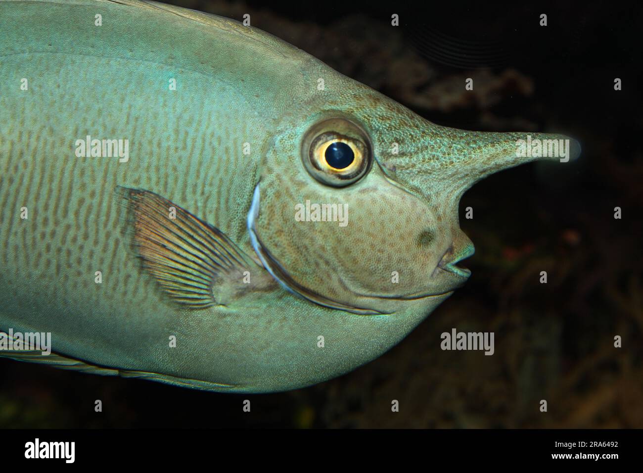 Rhinoceros Fish, Longnose Surgeonfish (Naso brevirostris) Einhornfisch, lateral Stockfoto