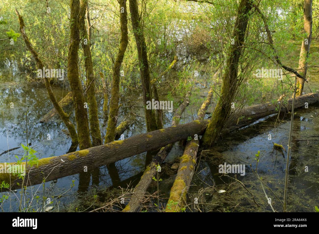 Baumstämme, Urwaldpfad, Nationalpark Kellerwald-Edersee, Hessen, Deutschland, deadwood Stockfoto