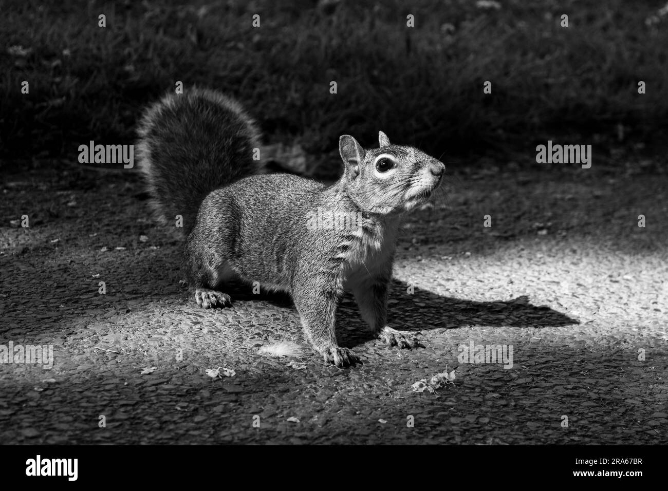 Detaillierte Nahaufnahmen von Eichhörnchen in Schwarzweiß Stockfoto