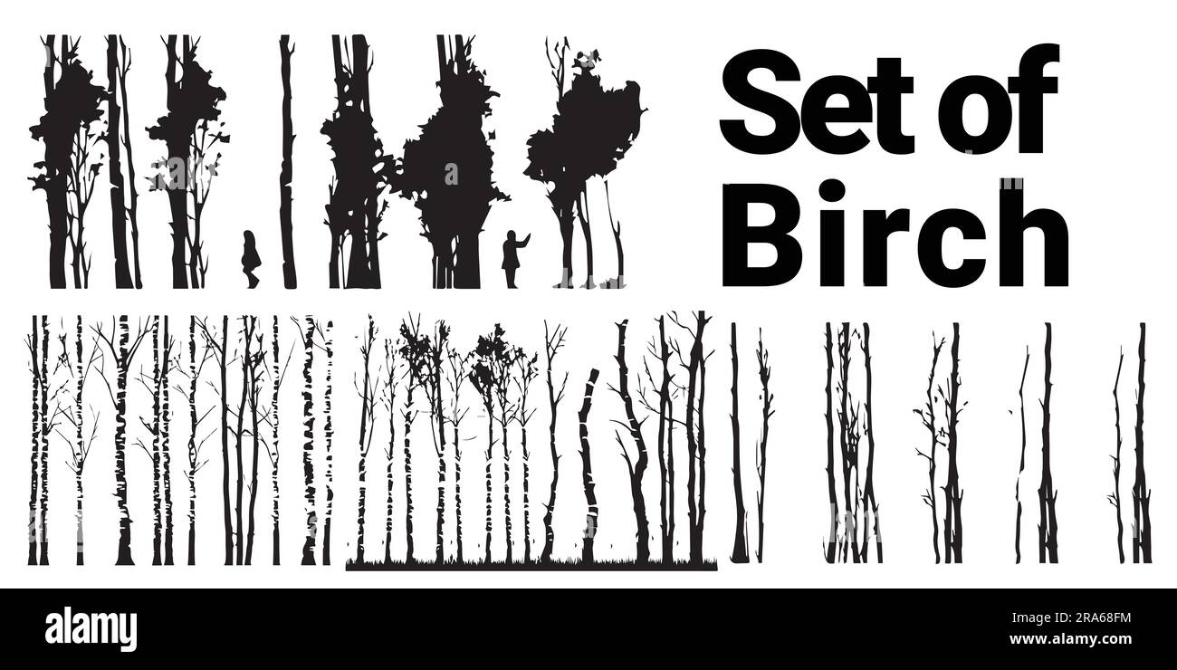 Ein Satz Silhouette Birch Tree Vector Illustration Stock Vektor