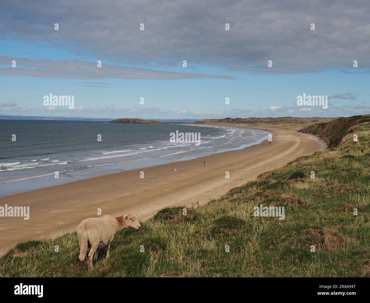 Schafgrasen, Rhossili Bay Beach, Gower Peninsula, Wales Stockfoto
