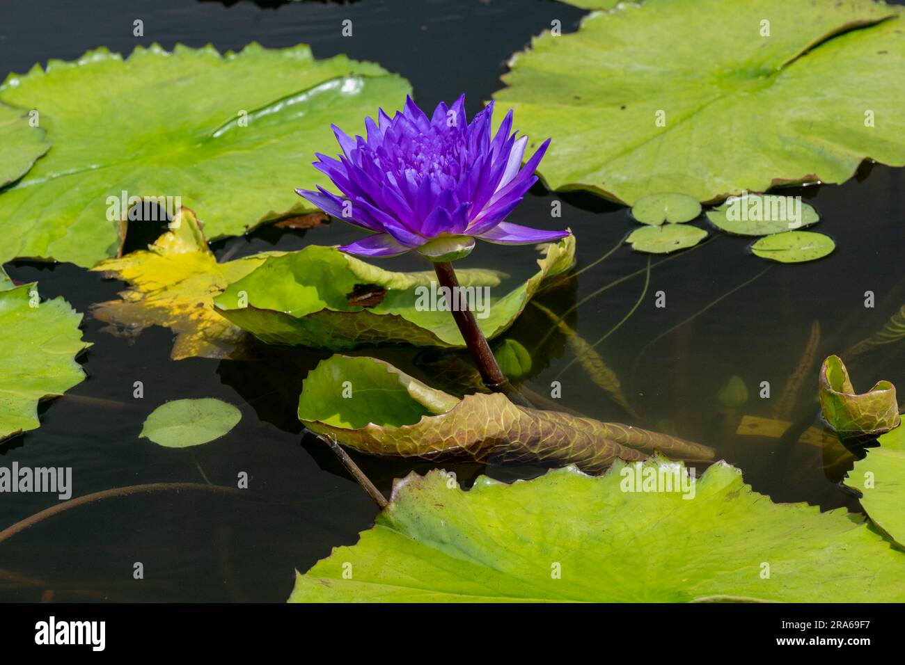 Lila Lotusblüte und Blätter von Riesenlilien. Botanischer Garten Universität Karlsruhe. Stockfoto