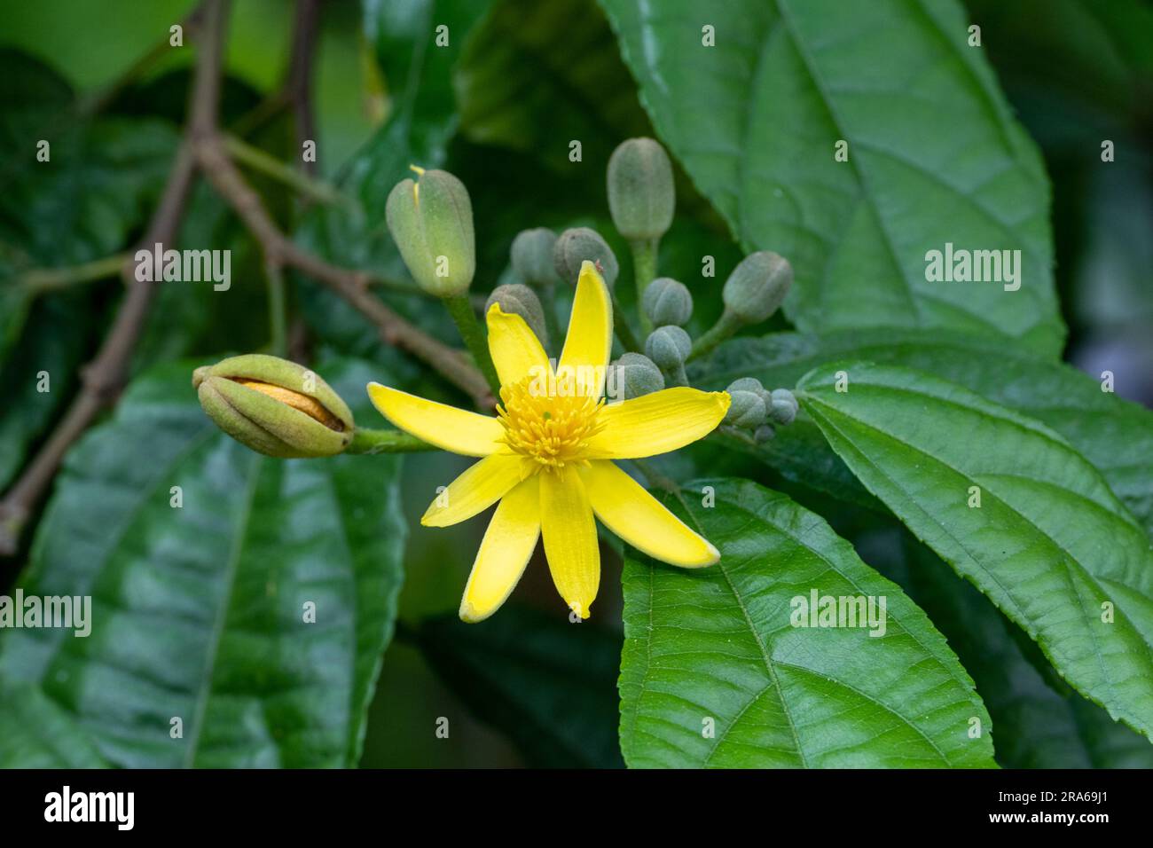 Glyphaea brevis ist eine Blütenart der Familie Malvaceae Stockfoto