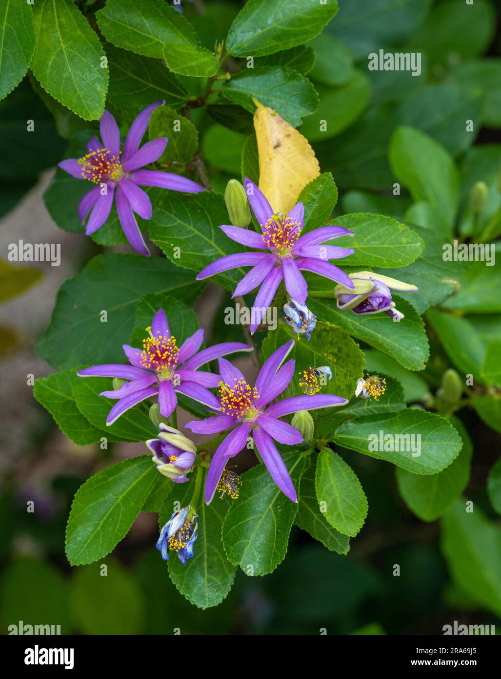 Grewia occidentalis, Crossberry, kleiner Milchbaum mit glänzenden Blättern und lila Sternblumen Stockfoto