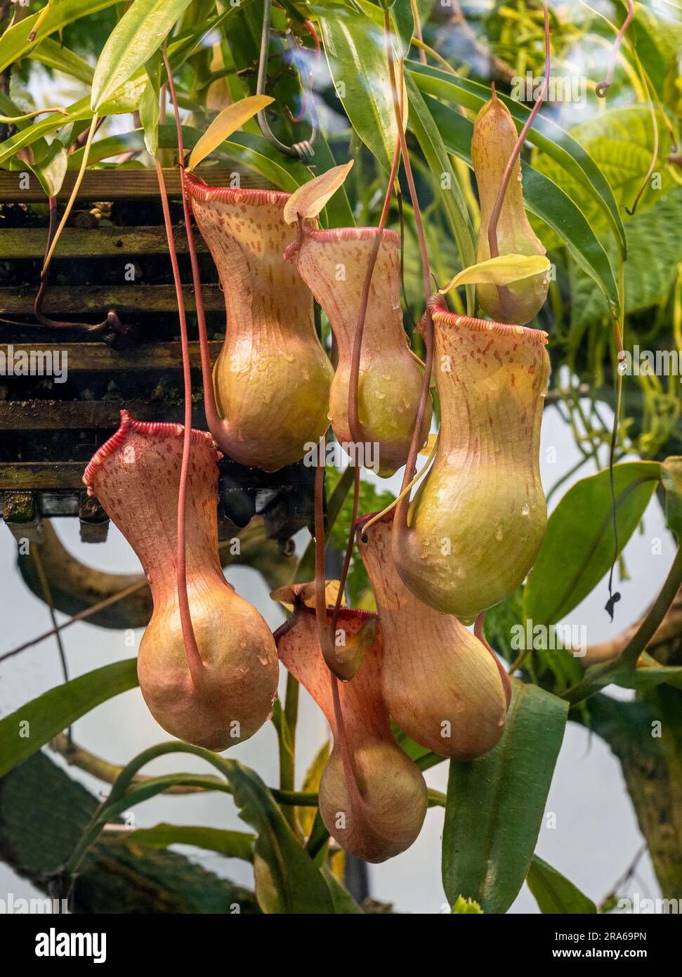 Die tropische Pitcher-Pflanze Nepenthes ventricosa, A-Pflanze. Nepenthes ventricosa ist in Malaysia und den Philippinen endemisch Stockfoto