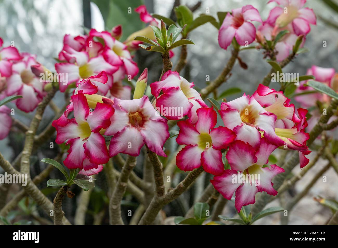 Schöne rosa Adenium obesum Blume im Garten, (Wüstenrose, Impala Lily, Mock Azalea) Stockfoto