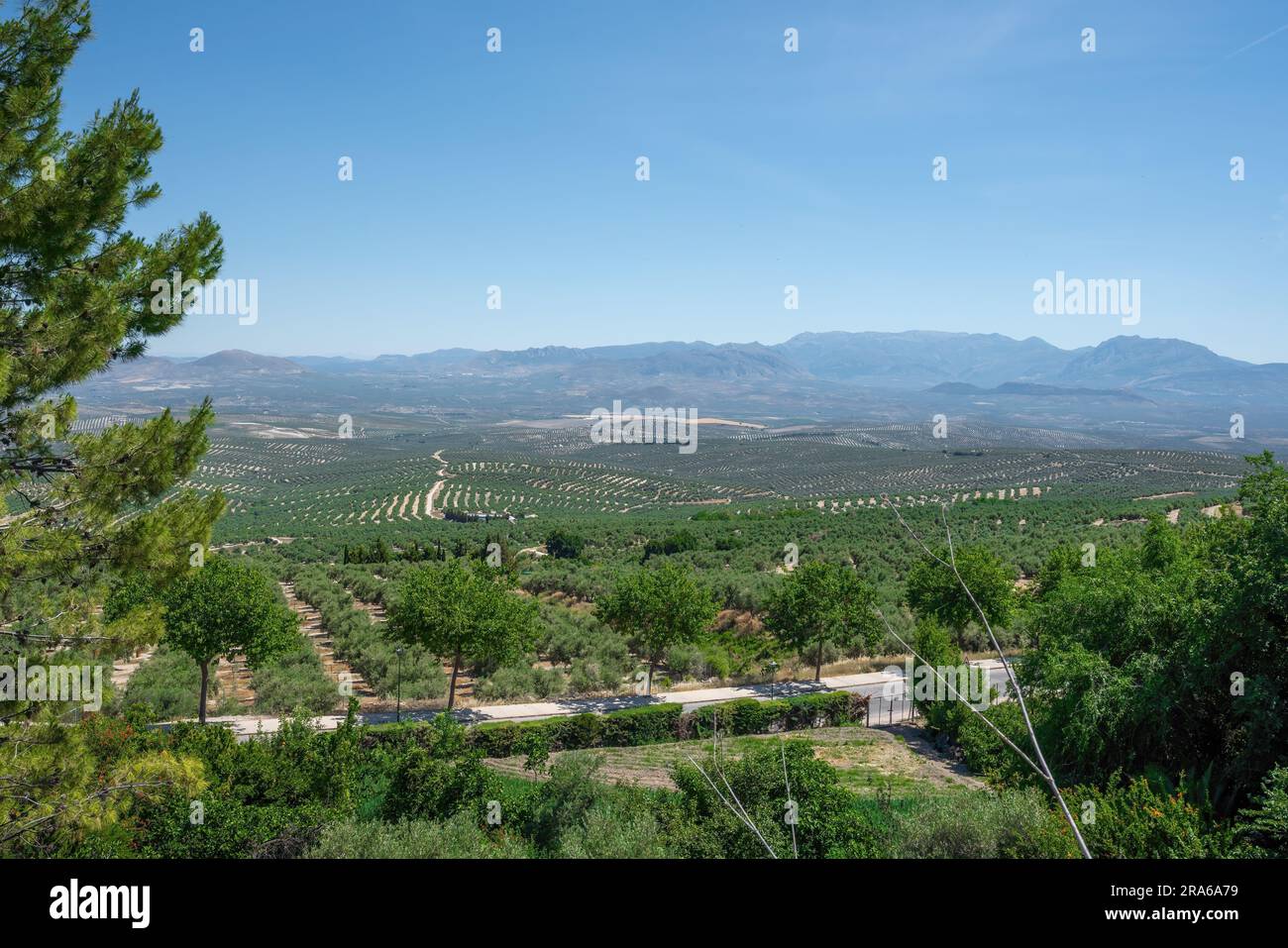 Blick auf das Tal und die Olivenhaine mit den Sierra Magina Bergen - Ubeda, Jaen, Spanien Stockfoto