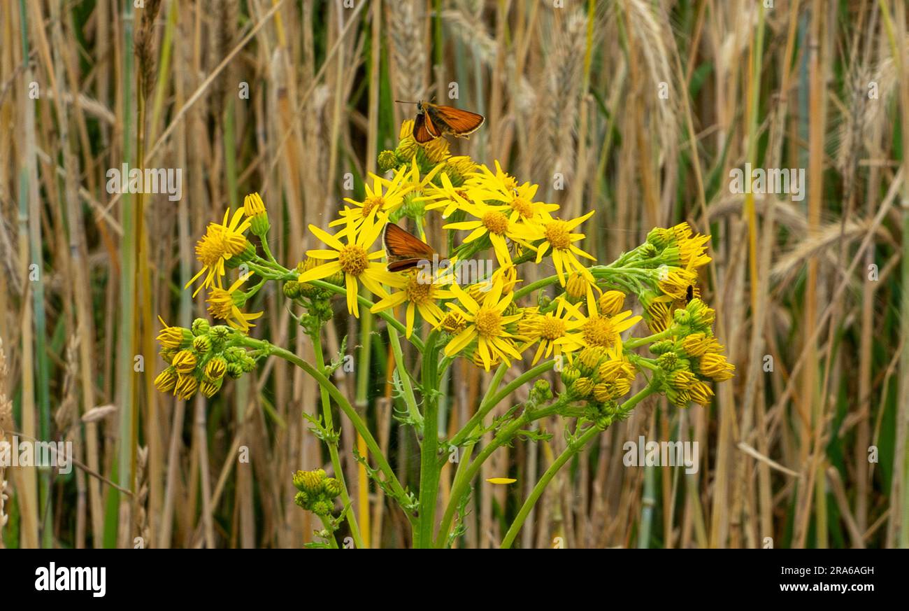 Im Gereidefeld Stockfoto