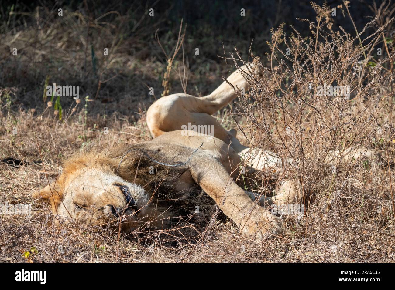 Sambia, Südluangwa-Nationalpark. Männlicher Löwe mit Drahtseil um den Hals. Er starb nicht, er wurde gerettet. Stockfoto