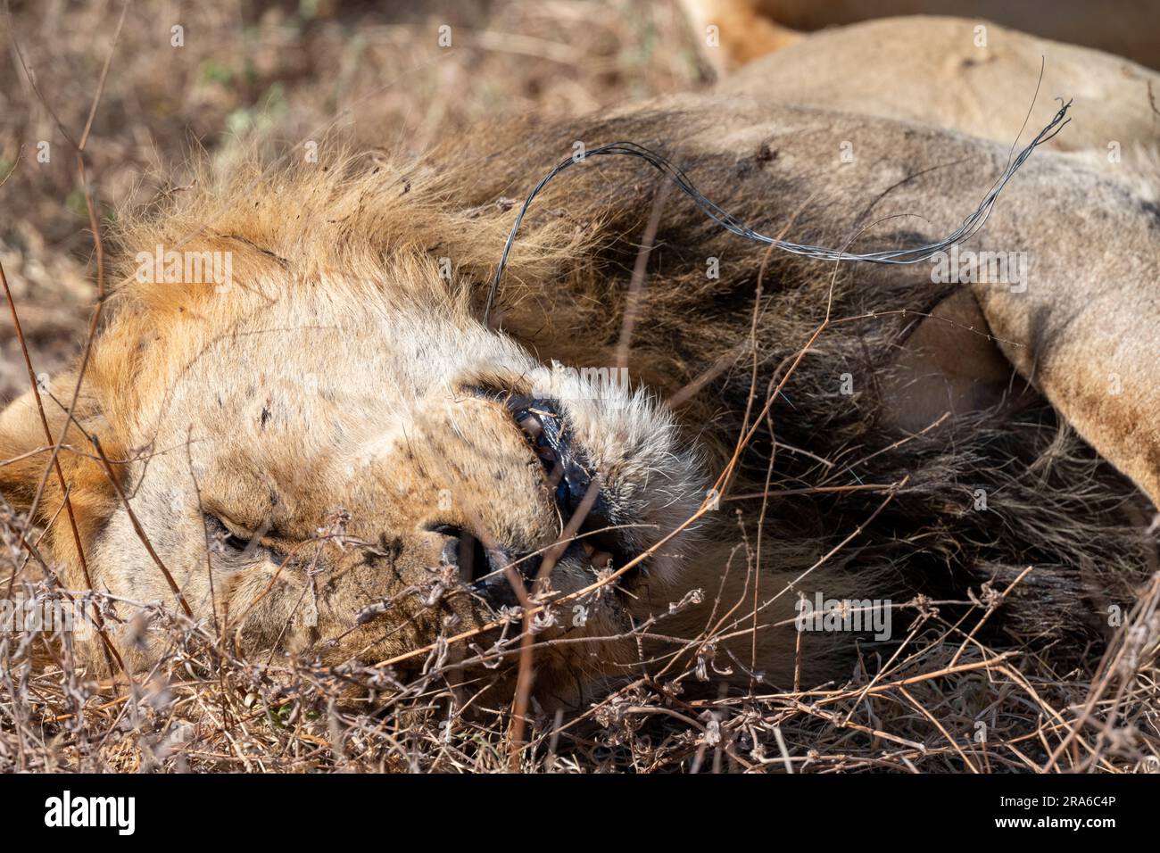 Sambia, Südluangwa-Nationalpark. Männlicher Löwe mit Drahtseil um den Hals. Er starb nicht, er wurde gerettet. Stockfoto