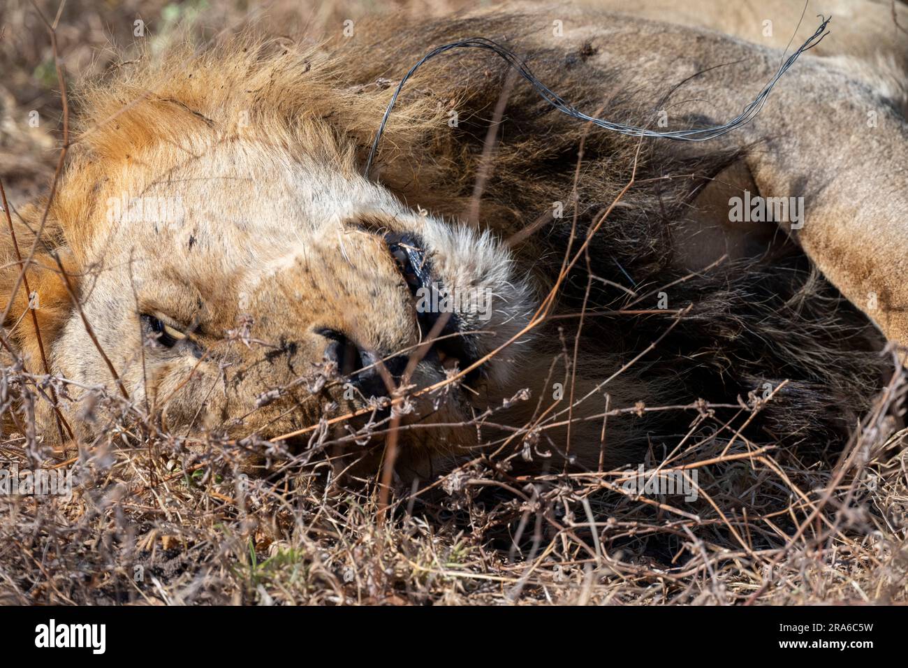 Sambia, Südluangwa-Nationalpark. Männlicher Löwe mit Drahtseil um den Hals. Er starb nicht, er wurde gerettet. Stockfoto