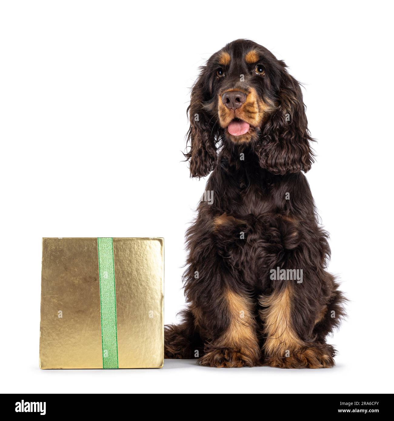 Majestätische Schokolade und Bräune, 3 Monate alter Cocker Spaniel-Hund, neben goldener Geschenkbox. Direkt in die Kamera schauen mit süßen, schlafenden Augen. Isol Stockfoto