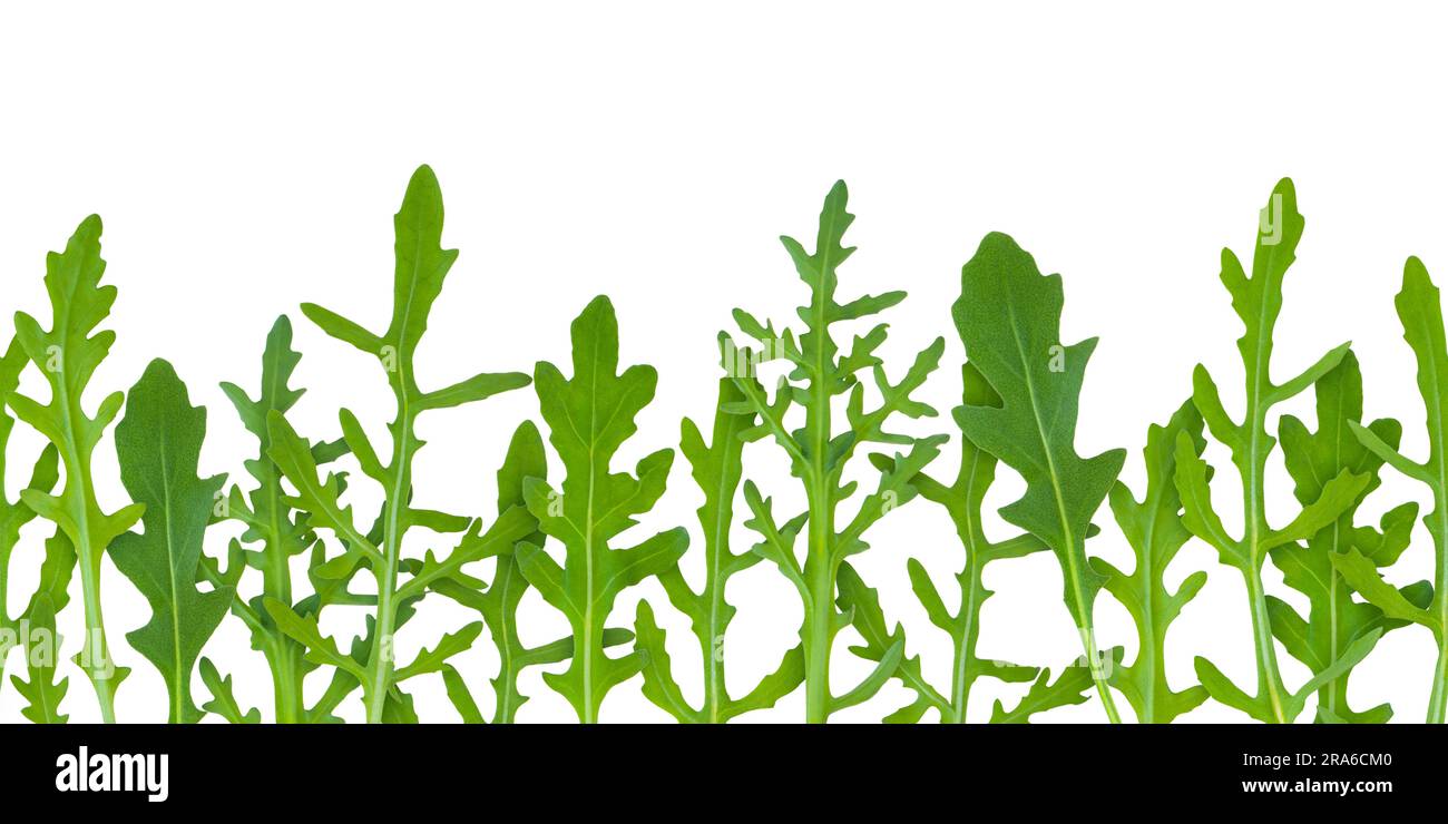 Rucola oder Rakete hinterlässt einen nahtlosen horizontalen Rand isoliert auf weiß. Eruca-vesicaria-grünes Gemüsemuster. Blattgrün. Stockfoto