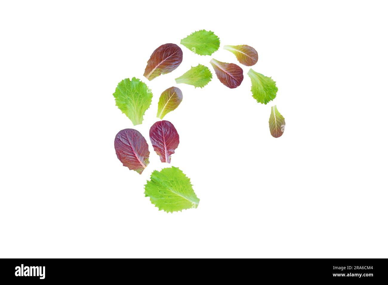 Spiralförmig fliegender Haufen Salat violett und grüne Blätter, isoliert auf weiß Stockfoto