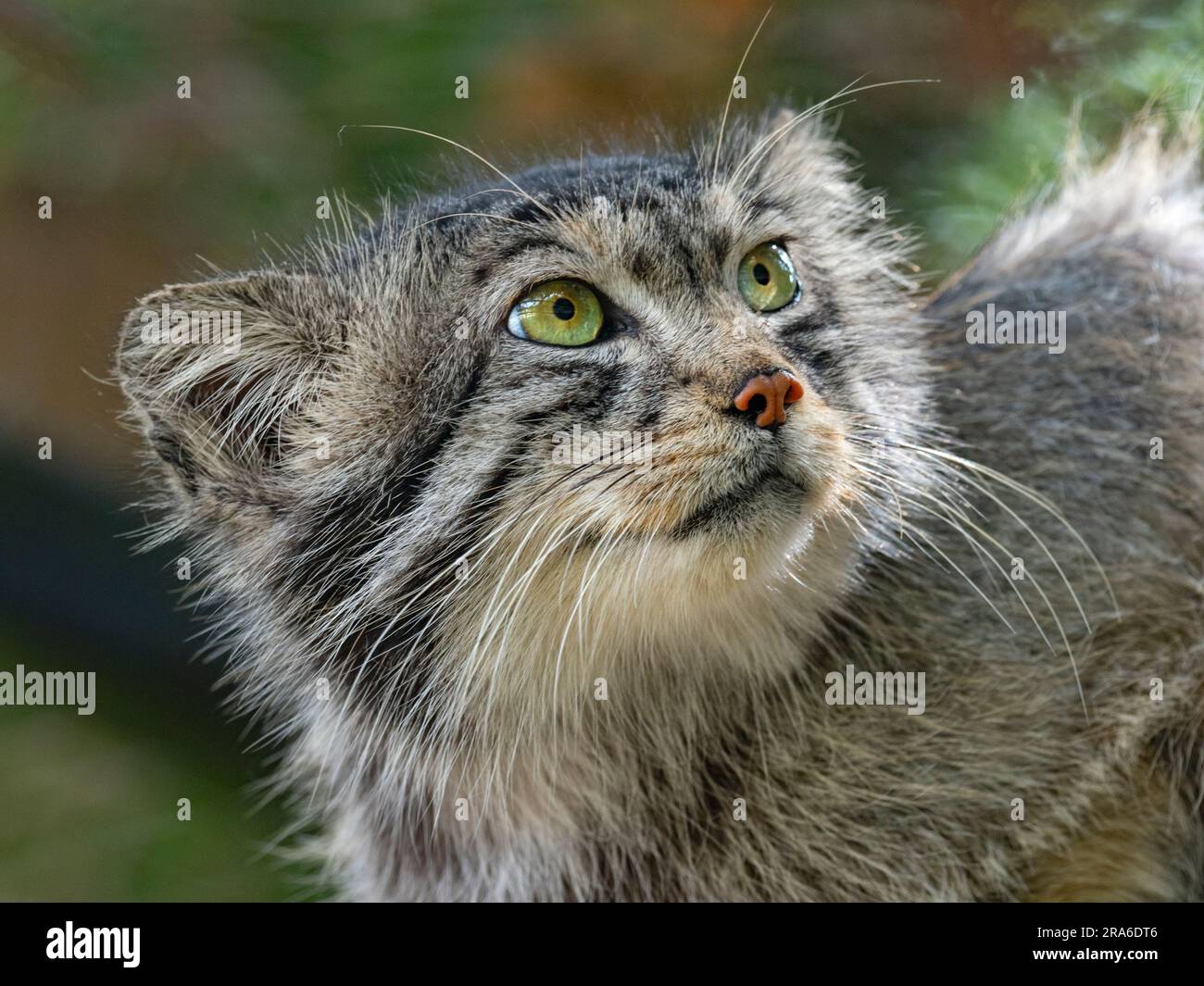 Pallas's Katze Otocolobus manul Portrait Stockfoto