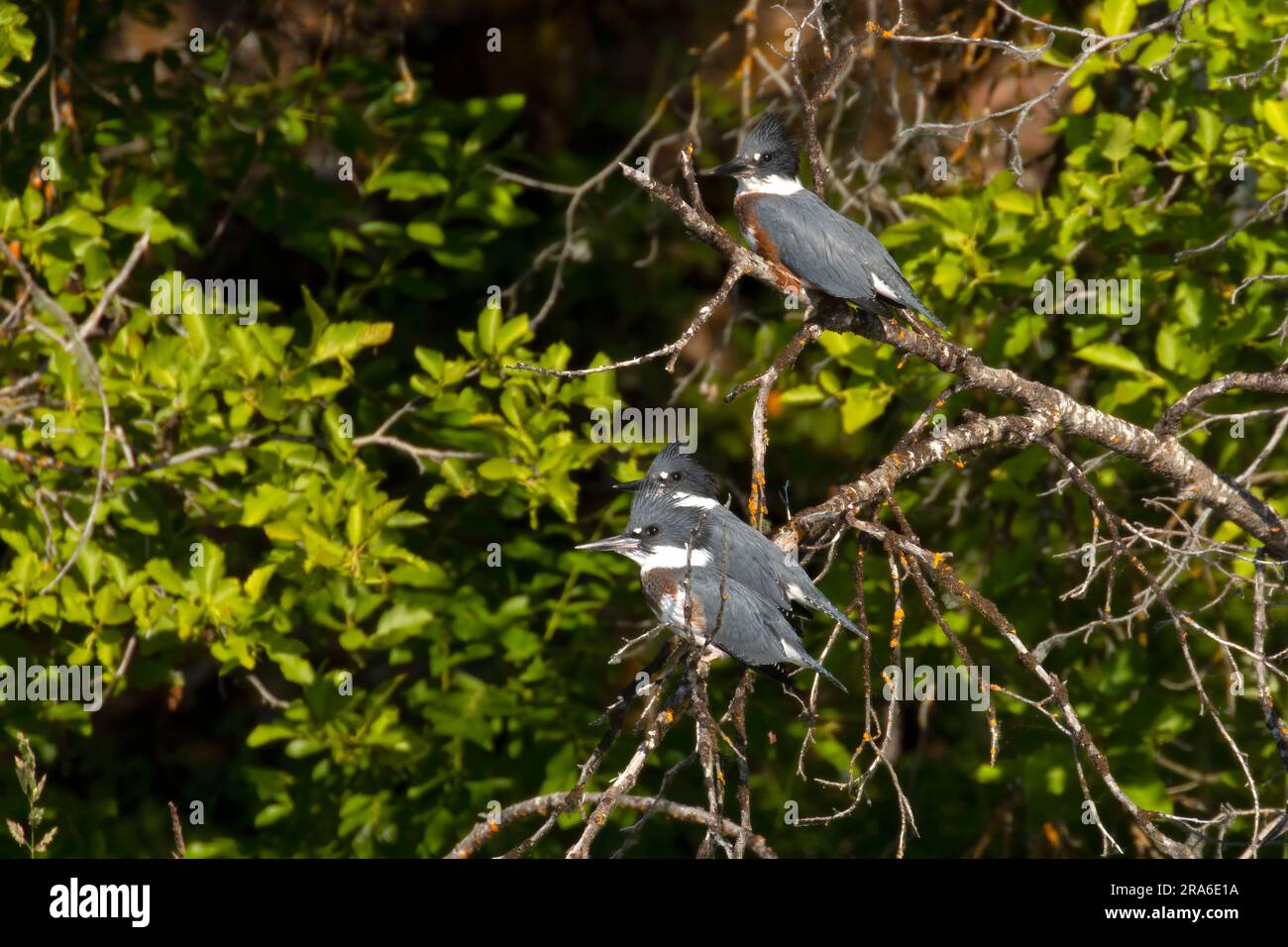 Belted Kingfisher (Megaceryle alcyon), Upper Klamath National Wildlife Refuge, Oregon Stockfoto