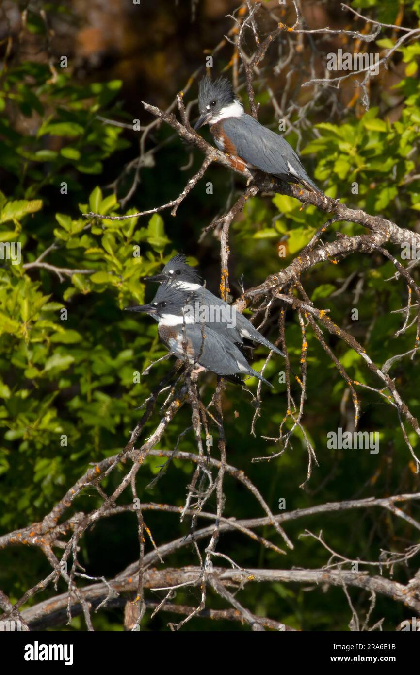 Belted Kingfisher (Megaceryle alcyon), Upper Klamath National Wildlife Refuge, Oregon Stockfoto