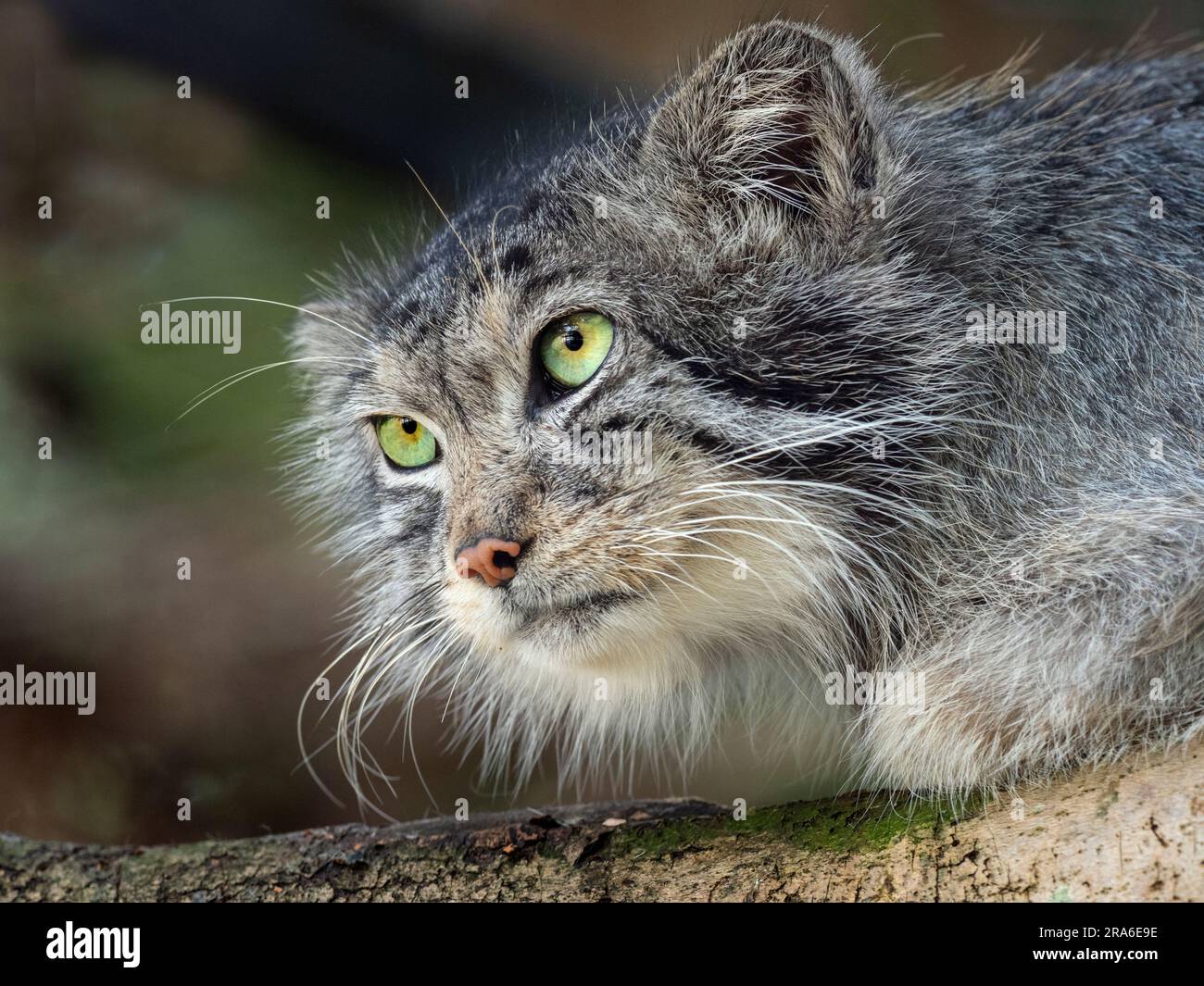 Pallas's Katze Otocolobus manul Portrait Stockfoto