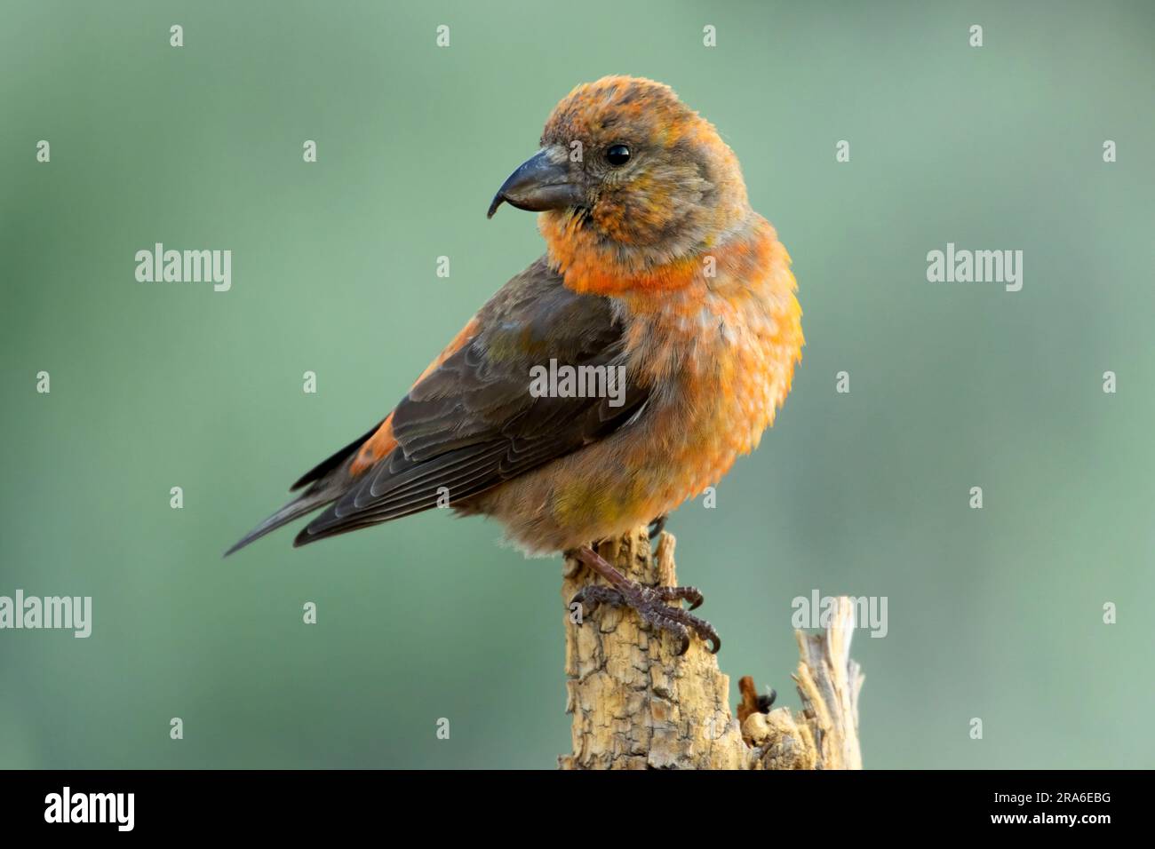 Red Crossbill (Loxia curvirostra), Cabin Lake Viewing Blind, Deschutes National Forest, Oregon Stockfoto