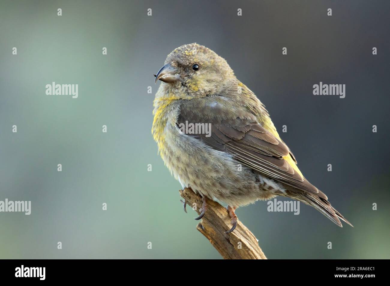 Red Crossbill (Loxia curvirostra), Cabin Lake Viewing Blind, Deschutes National Forest, Oregon Stockfoto