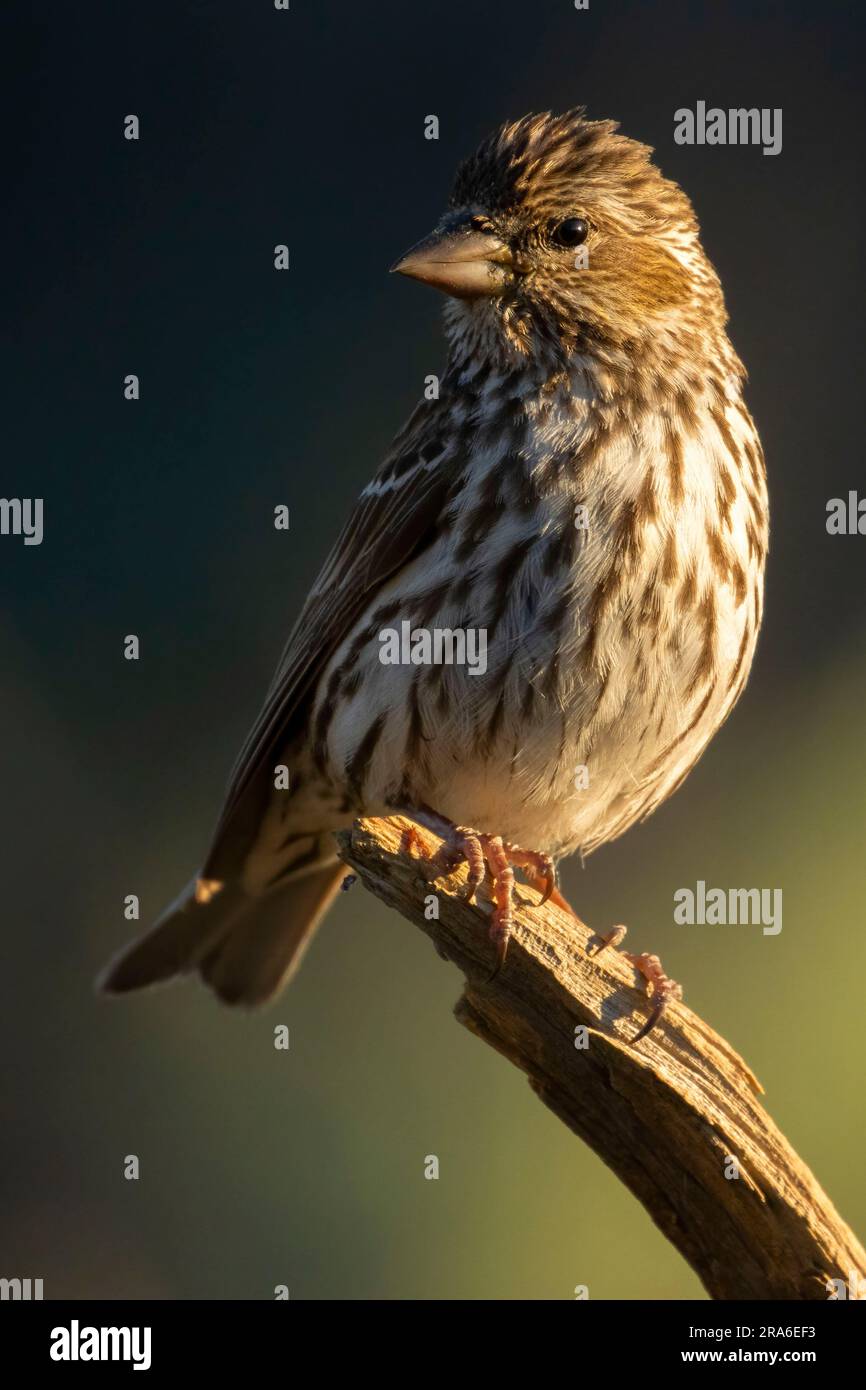 Cassin's Finch (Haemorhous cassinii), Cabin Lake Viewing Blind, Deschutes National Forest, Oregon Stockfoto