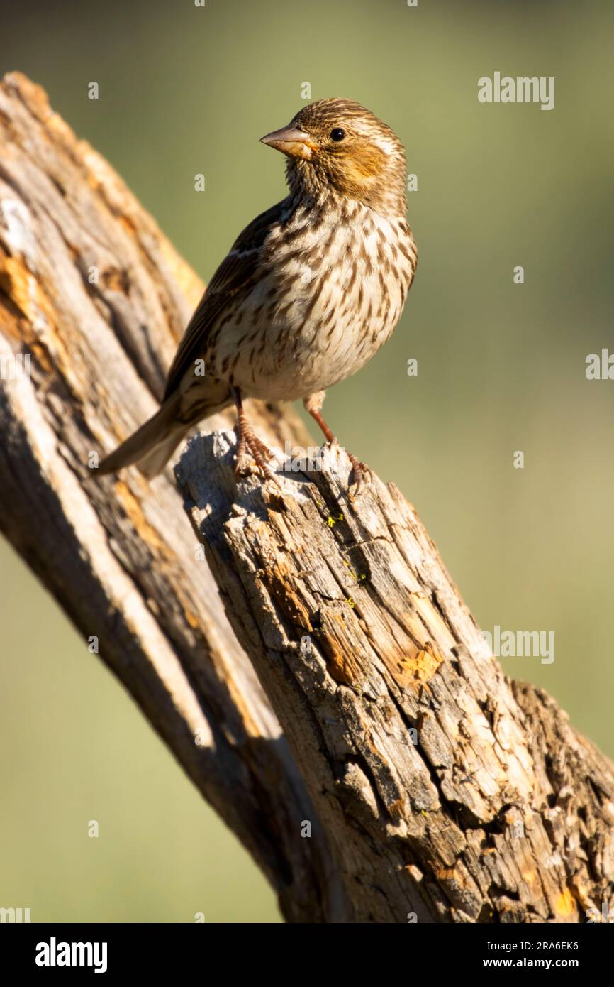 Cassin's Finch (Haemorhous cassinii), Cabin Lake Viewing Blind, Deschutes National Forest, Oregon Stockfoto