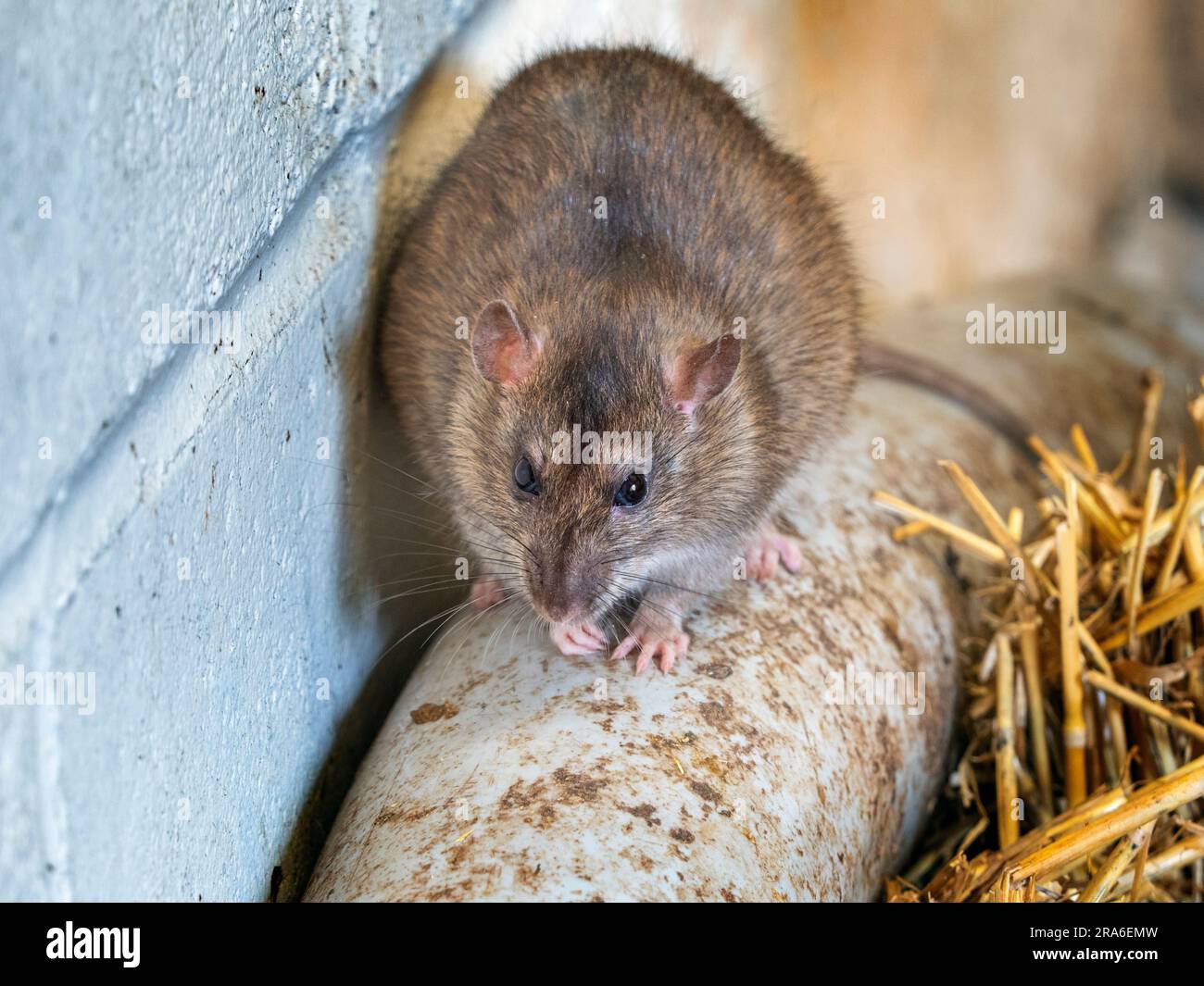 Braune Ratte Rattus norvegicus im Bauernhaus Stockfoto