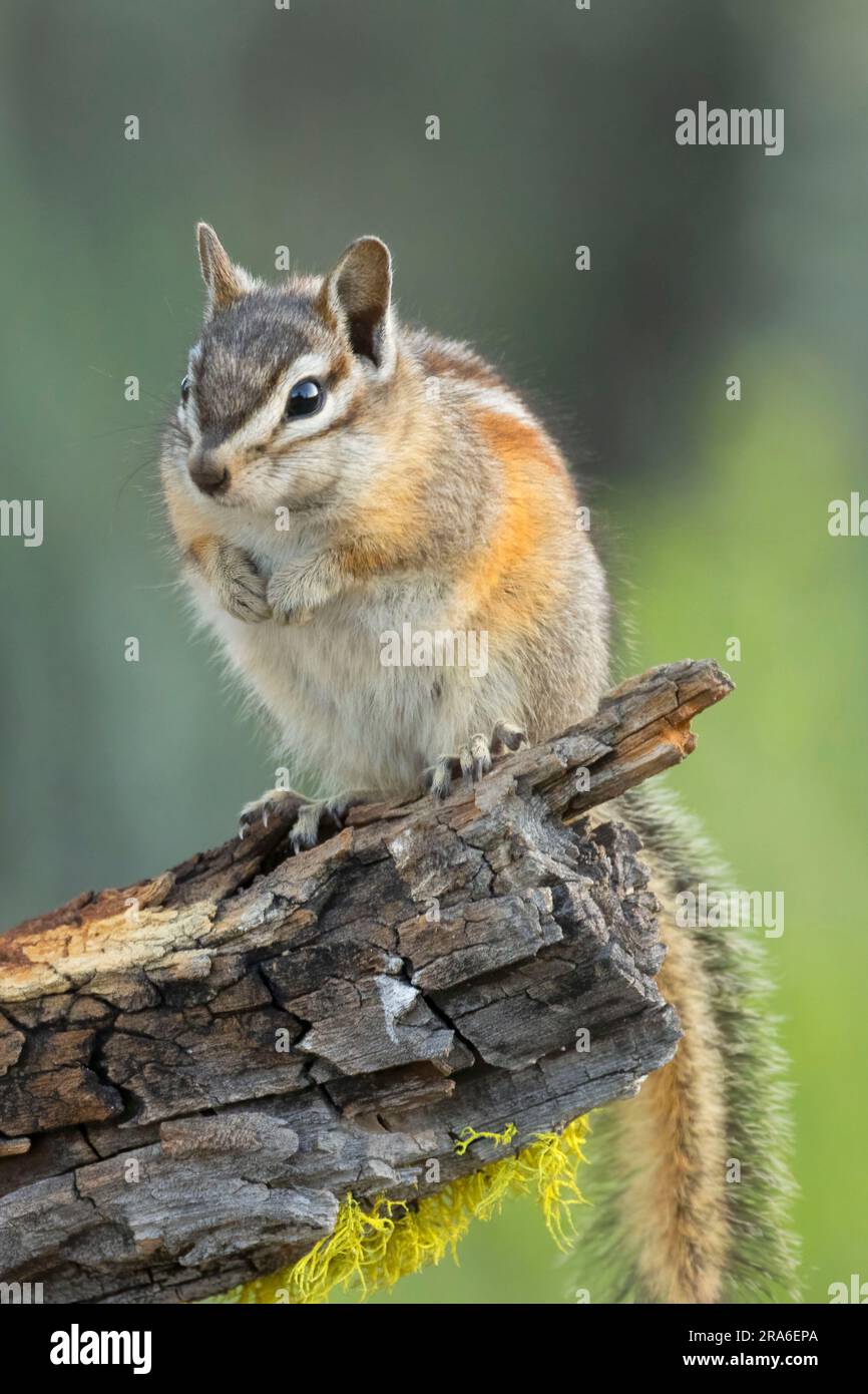 Chipmunk, Hütte See Blick Blind, Deschutes National Forest, Oregon Stockfoto