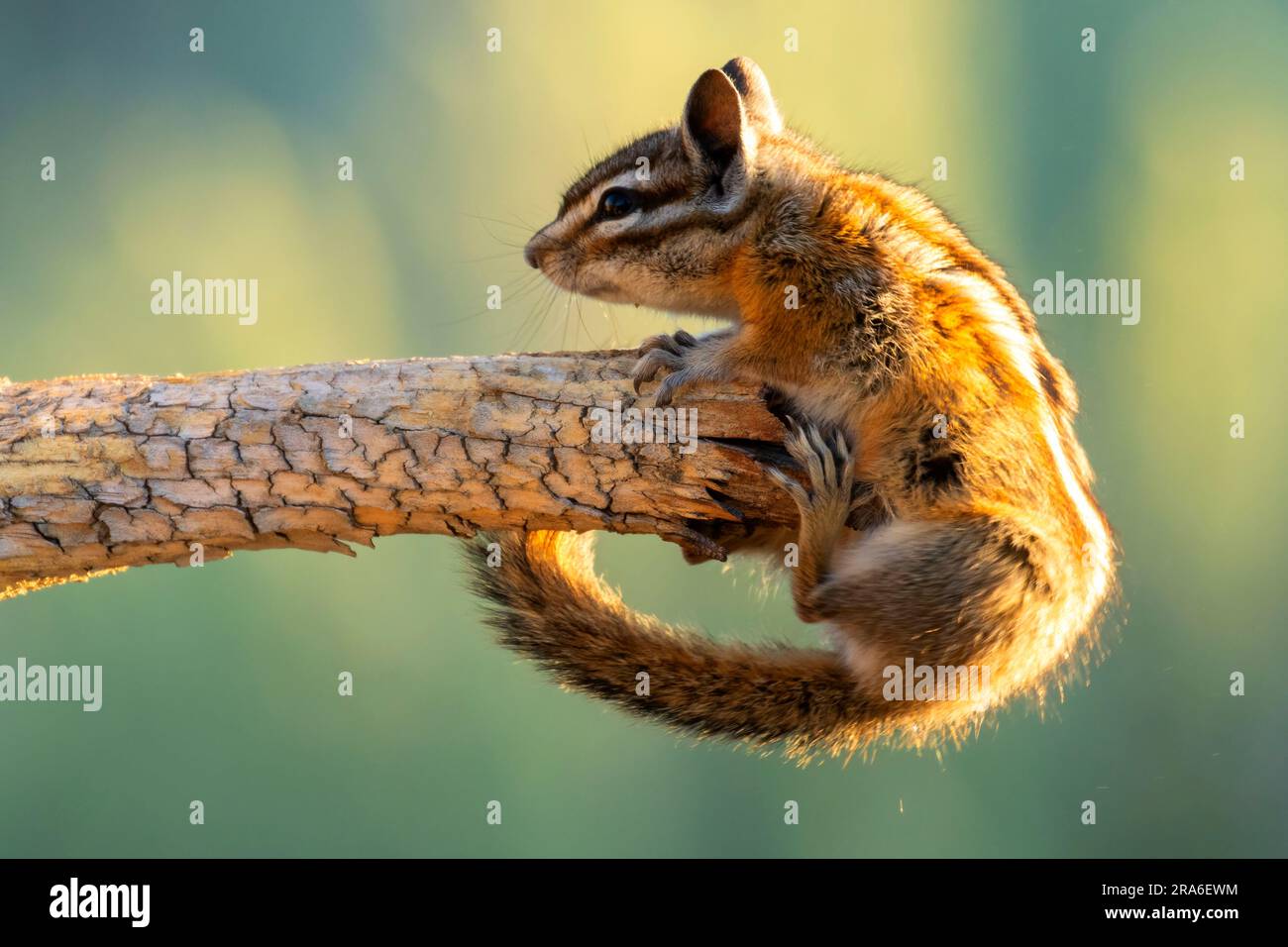 Chipmunk, Hütte See Blick Blind, Deschutes National Forest, Oregon Stockfoto
