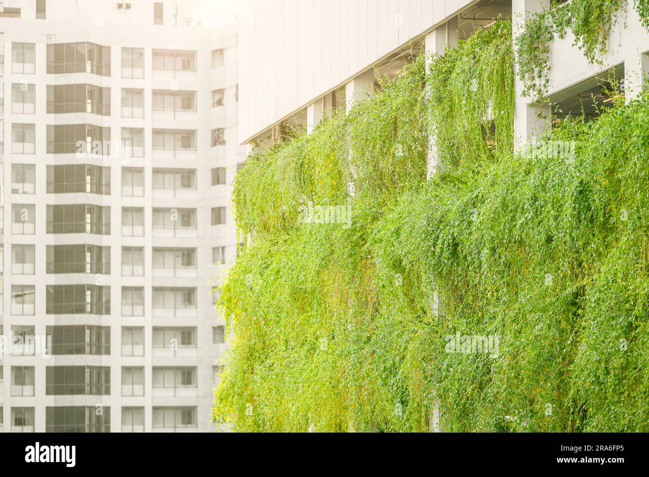 Vertikale Gartenwand in grüner Stadtlandschaft für die Öko-Absorption von Kohlenstoffsenken und Kühlung von Gebäuden. Stockfoto