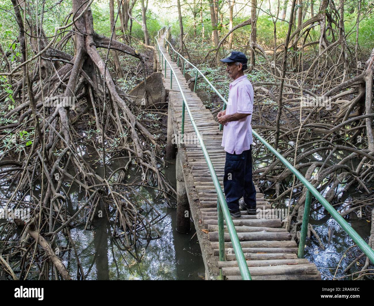 Ein Mann, der auf einer Fußbrücke in einem Mangrovensumpf in Costa Rica steht. Stockfoto