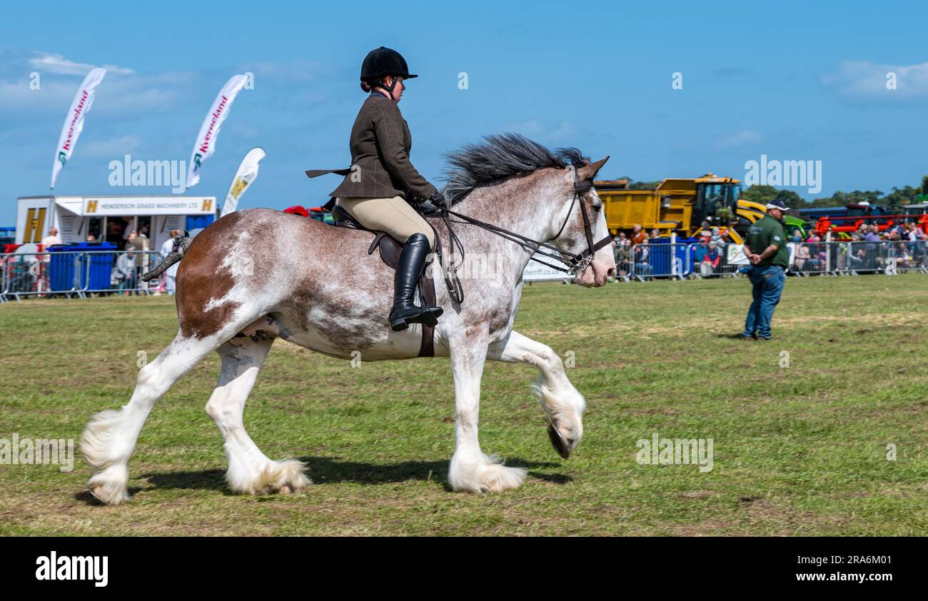 East Lothian, Schottland, Vereinigtes Königreich, 1. Juli 2023. Haddington Agricultural Show: Die Veranstaltung findet seit 1804 statt. Die Teilnehmer genossen einen sonnigen Tag. Die schweren Pferde, die mit einer Frau auf einem Clydesdale-Pferd urteilen. Kredit: Sally Anderson/Alamy Live News Stockfoto