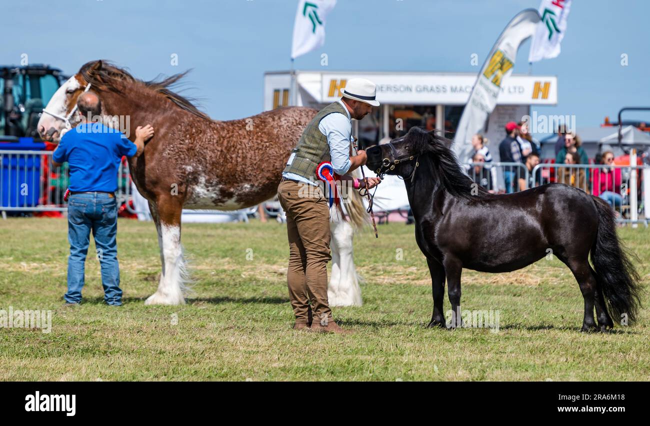 East Lothian, Schottland, Vereinigtes Königreich, 1. Juli 2023. Haddington Agricultural Show: Die Veranstaltung findet seit 1804 statt. Die Teilnehmer genossen einen sonnigen Tag. Abbildung: Die schweren Pferde, die mit einem clydesdale-Pferd und einem kleinen Pony urteilen. Kredit: Sally Anderson/Alamy Live News Stockfoto