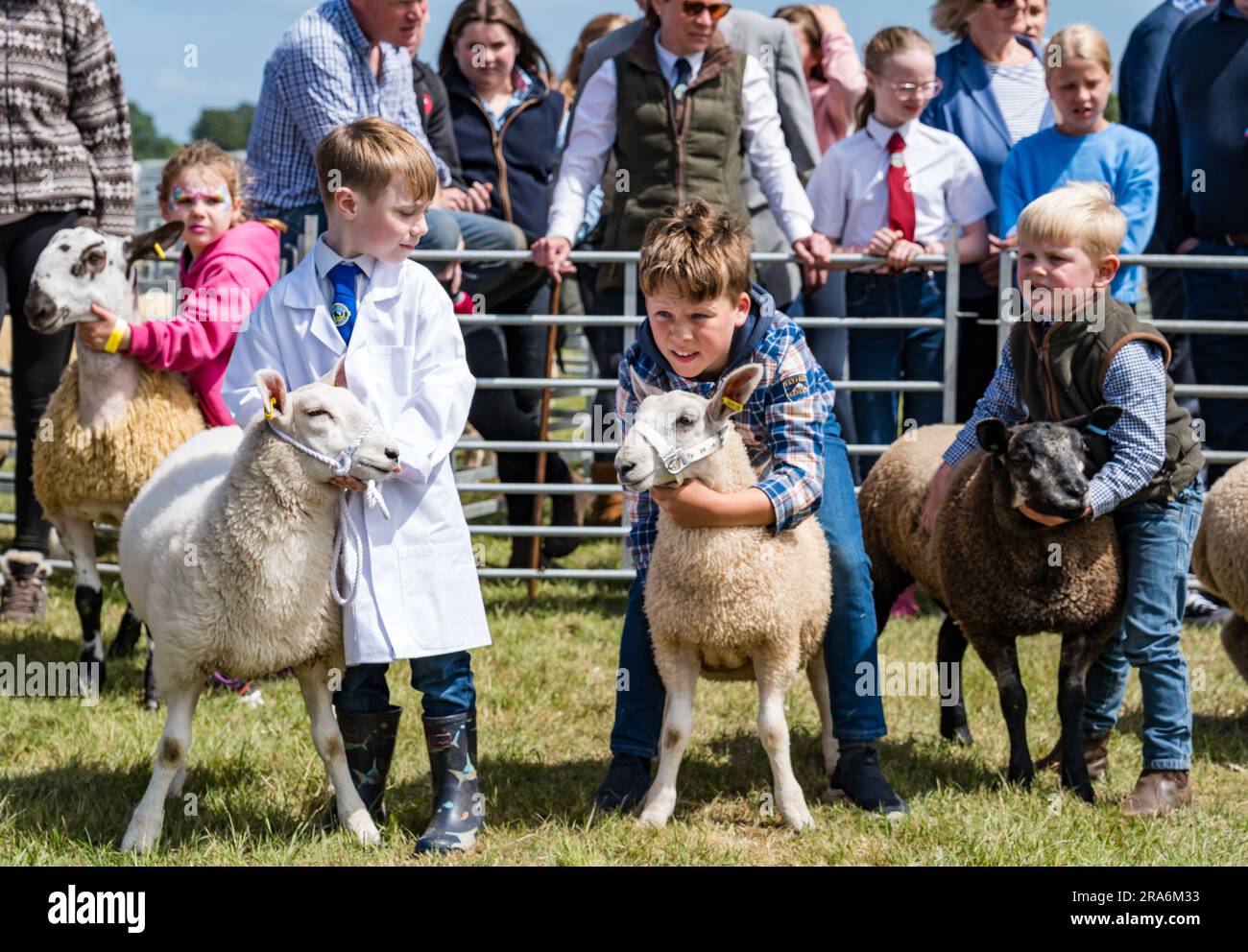 East Lothian, Schottland, Vereinigtes Königreich, 1. Juli 2023. Haddington Agricultural Show: Die Veranstaltung findet seit 1804 statt. Die Teilnehmer genossen einen sonnigen Tag. Abbildung: Der Wettbewerb der jungen Handler, bei dem einige Schwierigkeiten hatten, ihre Schafe zu halten. Kredit: Sally Anderson/Alamy Live News Stockfoto