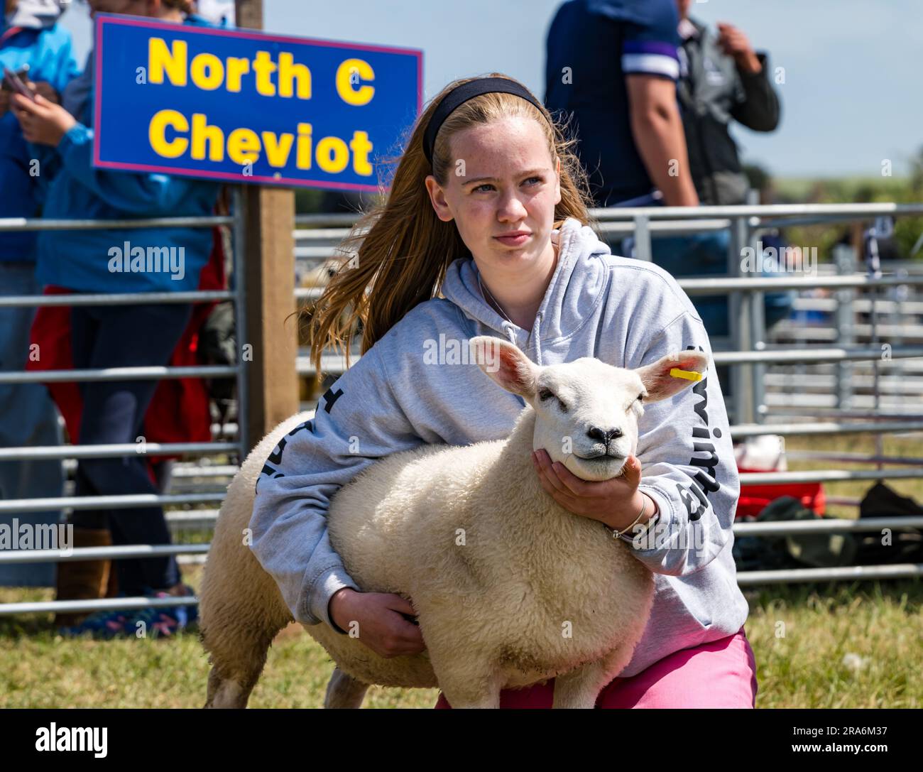 East Lothian, Schottland, Vereinigtes Königreich, 1. Juli 2023. Haddington Agricultural Show: Die Veranstaltung findet seit 1804 statt. Die Teilnehmer genossen einen sonnigen Tag. Im Bild: Die jungen Handler wetteifern mit einem Mädchen, das an ihrem Schaf festhält. Kredit: Sally Anderson/Alamy Live News Stockfoto