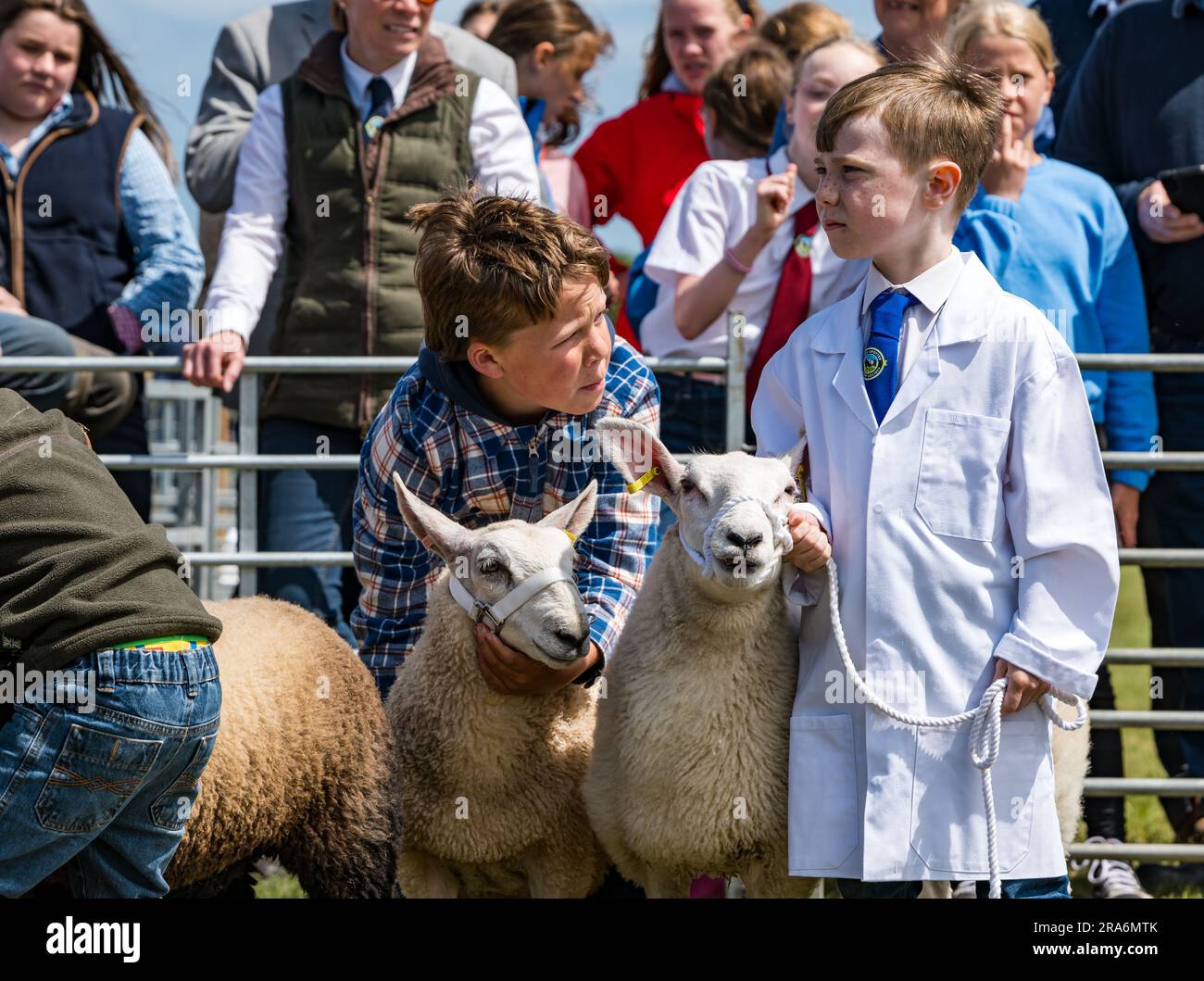 East Lothian, Schottland, Vereinigtes Königreich, 1. Juli 2023. Haddington Agricultural Show: Die Veranstaltung findet seit 1804 statt. Die Teilnehmer genossen einen sonnigen Tag. Abbildung: Die jungen Handler wetteifern mit Jungen, die ihre Schafe festhalten. Kredit: Sally Anderson/Alamy Live News Stockfoto