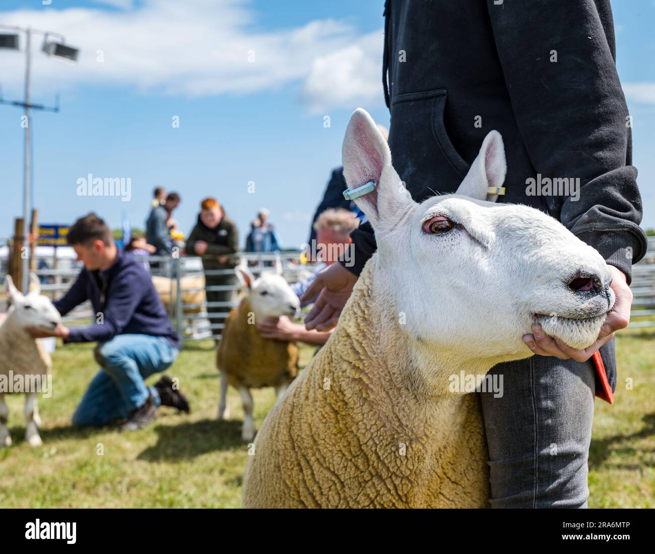 East Lothian, Schottland, Vereinigtes Königreich, 1. Juli 2023. Haddington Agricultural Show: Die Veranstaltung findet seit 1804 statt. Die Teilnehmer genossen einen sonnigen, aber sehr windigen Tag. Abbildung: Ein Schaf, das herumurteilt. Kredit: Sally Anderson/Alamy Live News Stockfoto