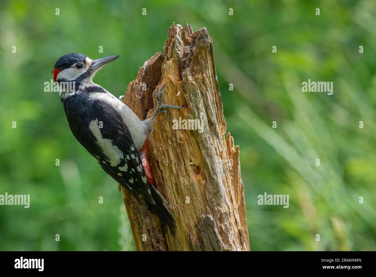 Toller Fleckspecht (Dendrocopos Major) in Tentsmuir Forest, Fife, Schottland, Großbritannien. Stockfoto