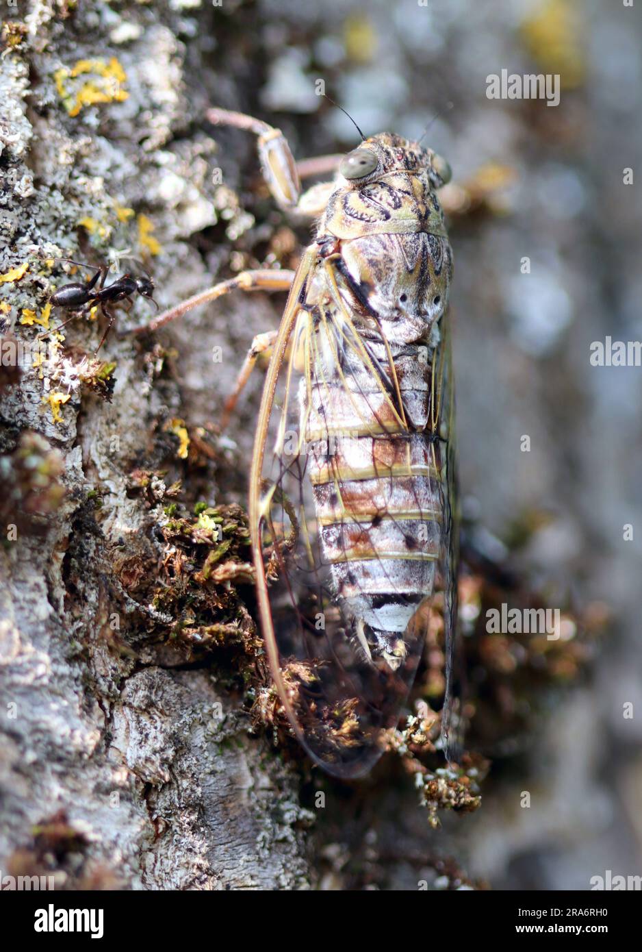 Cicada wurde auf dem Baumstamm gelagert Stockfoto