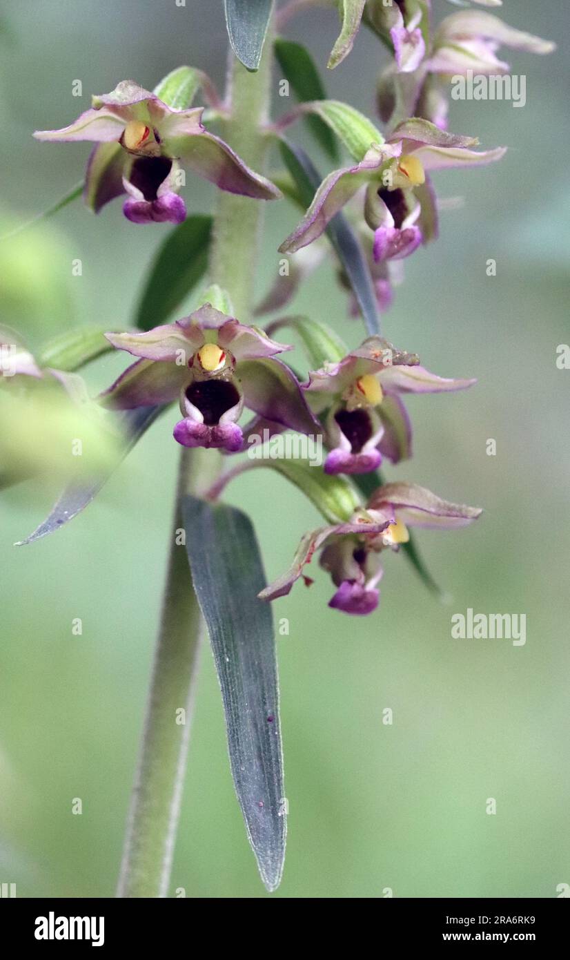 Orchideenbreitblättrige Helleborine Stockfoto