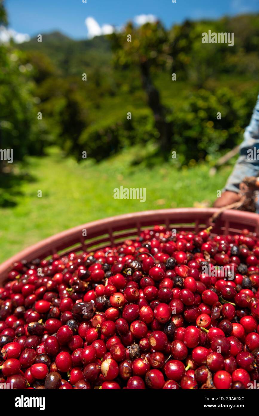 Kaffee in panama pflücken, Kaffeekirschen aus einer neuen Ernte - Stockfoto Stockfoto
