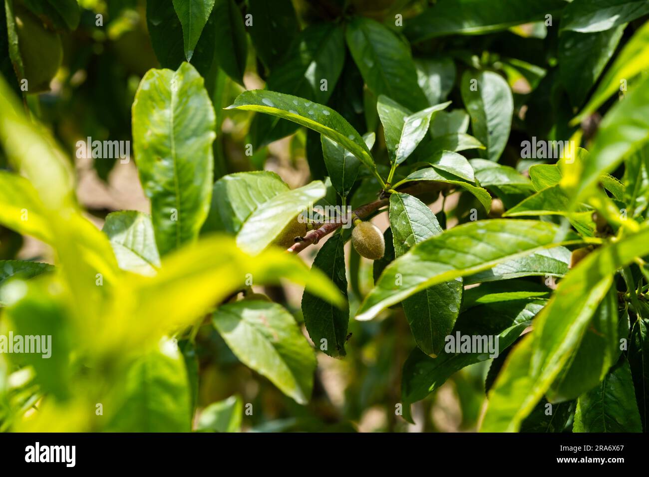 Pfirsichkultur. Eine frisch gereifte Pfirsichfrucht auf dem Baum. Stockfoto