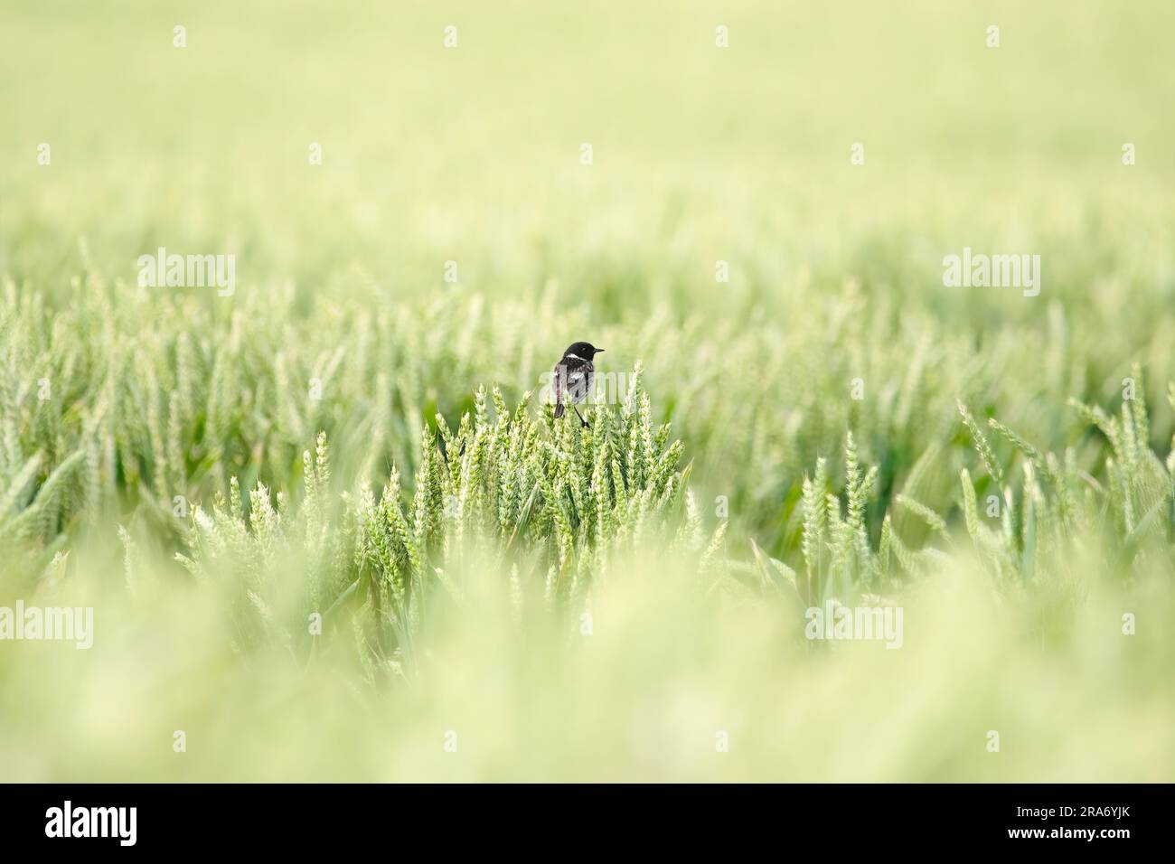 Ein europäisches Steinechat ( Saxicola rubicola ), das sich auf einem grünen Weizenfeld befindet, Kopierraum, Negativraum Stockfoto