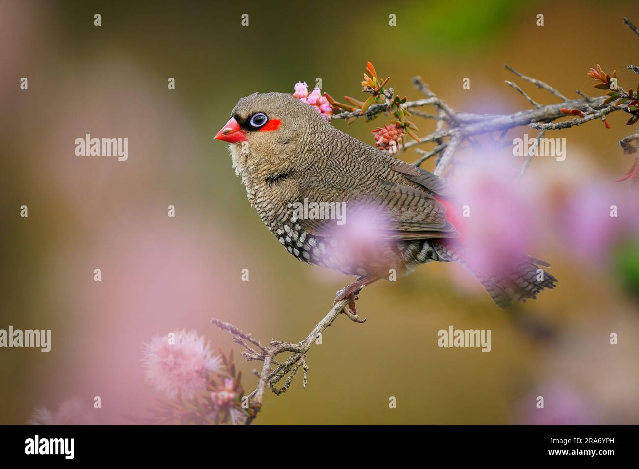 Rotohr-FiRetail - Stagonopleura oculata auch Boorin, finkenartiger Vogel aus Küstenregionen im Südwesten Australiens, Pflaume mit Schwarzbarsch und weißem Fleck Stockfoto