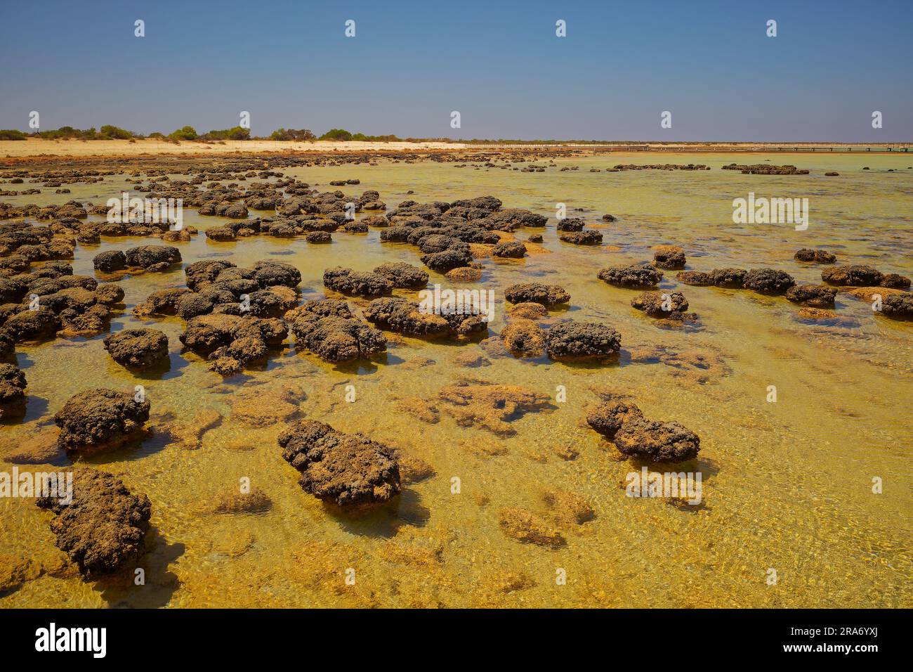 Hamelin Pool Marine Nature Reserve in der zum UNESCO-Weltkulturerbe gehörenden Shark Bay in Westaustralien, lebende Meerestromatoliten - Denkmäler zum Leben Stockfoto