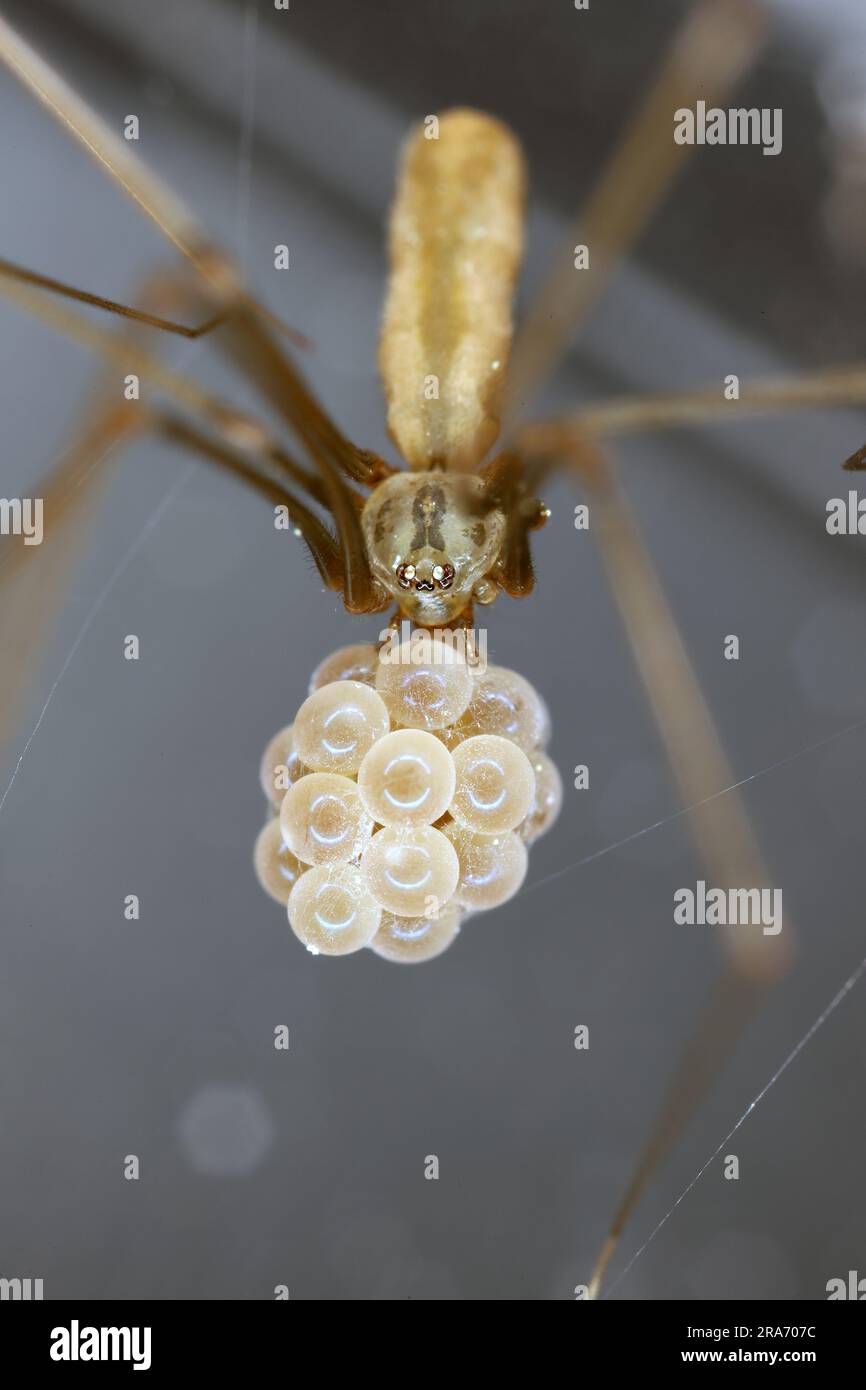 Kellerspinne mit Eiersack (Pholcus phalangioides). Das ist eine Spinne, die oft in Häusern und Wohnungen zu finden ist. Stockfoto