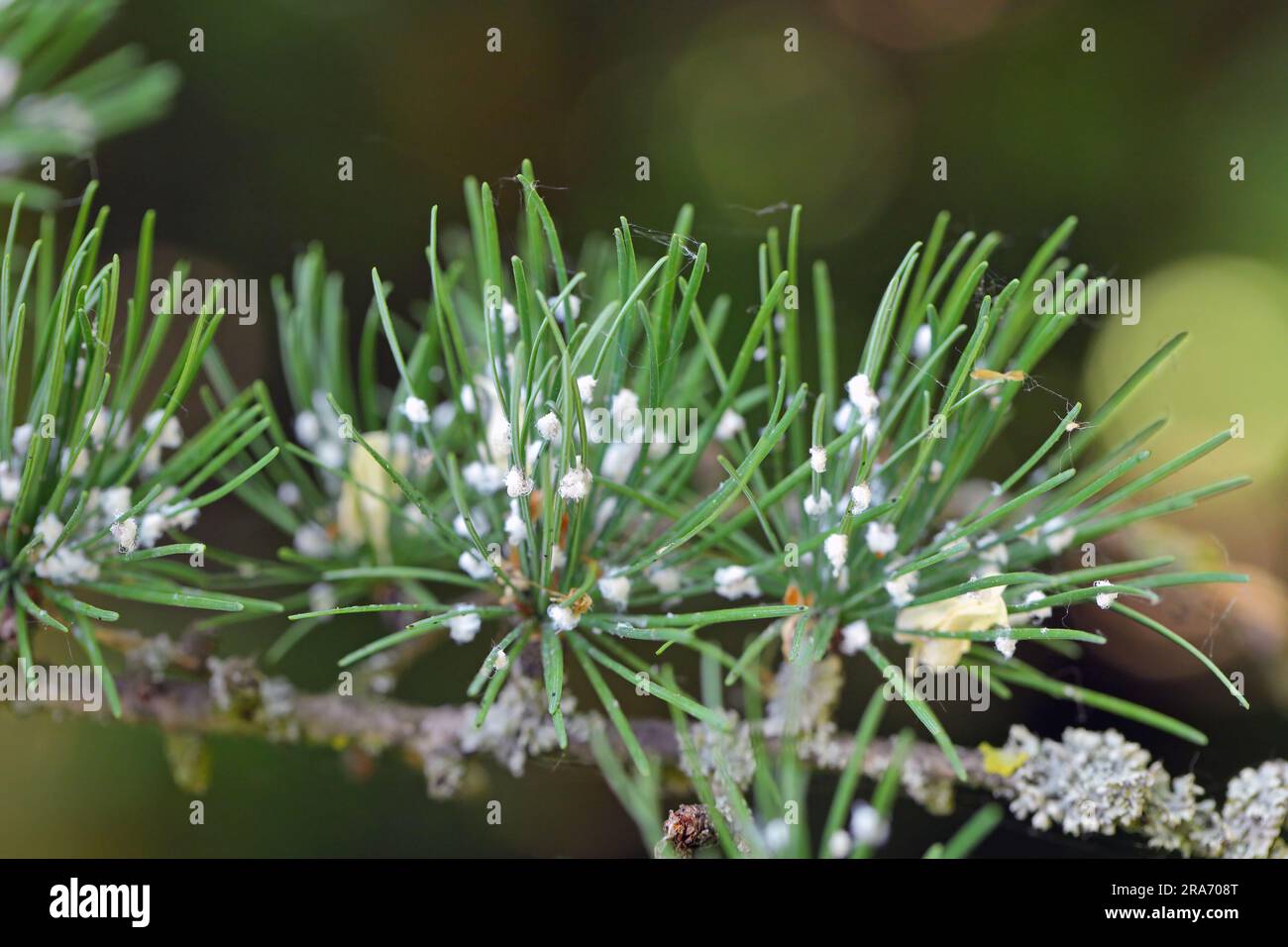 Insekten der grünen Fichtengallaphide (Sacchiphantes viridis Synonyme: Chermes viridis, Sacchiphantes abietis viridis) auf den Nadeln des Lärchenbaums. Stockfoto